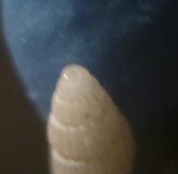 Chrysallida brusinai ?